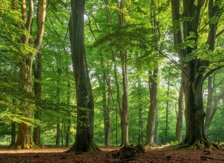 Huge old beech trees with moss-covered roots in a former hut forest, Reinhardswald, Sababurg