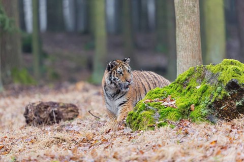 One young female Siberian Tiger, Panthera tigris altaica, running thru a forest