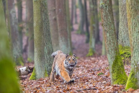 One young female Siberian Tiger, Panthera tigris altaica, running thru a forest