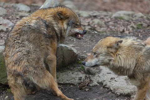 Social behaviour between two adult eurasian gray wolves (Canis lupus lupus), showing hierarchy
