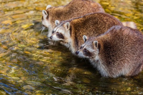 Three adult Raccoons, Procyon lotor, stand in the shallow water of a creek searching for food