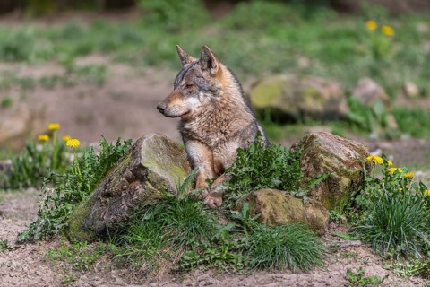 Portrait of one eurasian gray wolf (Canis lupus lupus) resting on a rock with green vegetation and