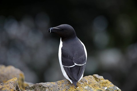 One Razorbill (Alca torda) standing on a coastal cliff in Latrabjarg, Iceland, Europe