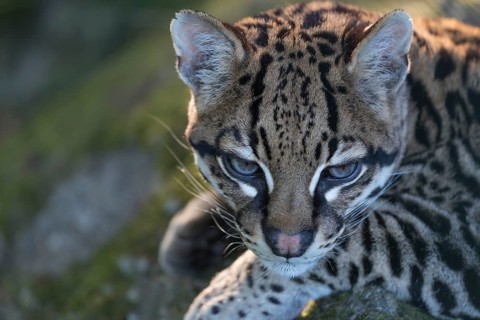 One Ozelot, Leopardus pardalis, frontal portrait with green vegetation in the background