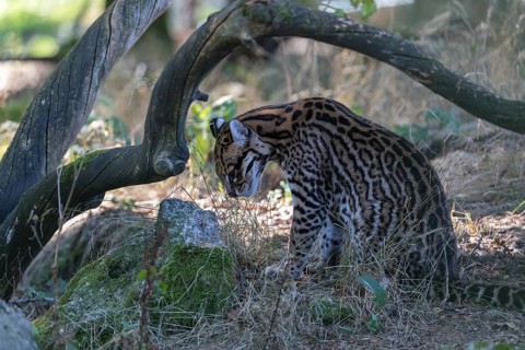 One male Ocelot, Leopardus pardalis, sitting under a bent branch. Dry vegetation around