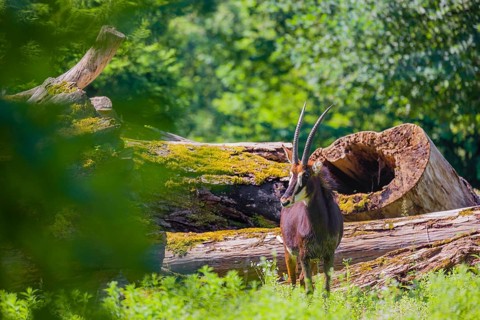 A male Sable antelope, Hippotragus niger stands on a hilly green meadow at a forest edge