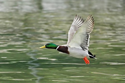 Mallard (Anas platyrhynchos), drake in flight, Switzerland, Europe