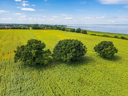 Aerial view, drone photo: Field with sunflowers and four trees, Ueckermünde, Szczecin Lagoon,