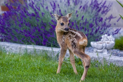 A fawn (Capreolus capreolus), standing in a garden. Hand raised orphan