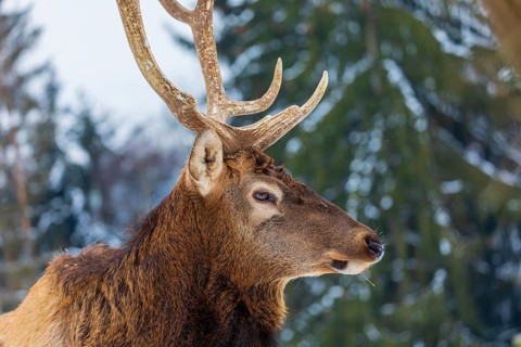 Portrait of a Wapiti stag, Cervus canadensis. A forest in the background