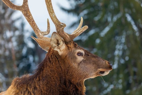 Portrait of a Wapiti stag, Cervus canadensis. A forest in the background