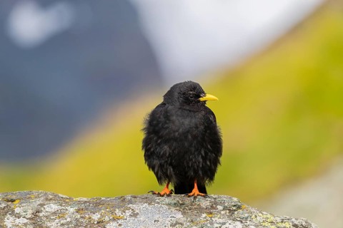 One young Alpine chough or yellow-billed chough (Pyrrhocorax graculus) stands on a rock in the