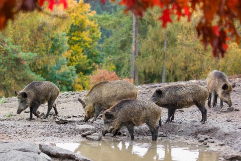 A group of wild boar or wild pig (Sus scrofa), runs across a clearing in hilly terrain in search of