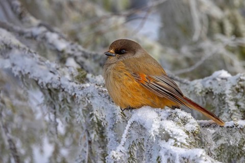 Siberian jay (Perisoreus infaustus, Corvus infaustus) perched in spruce tree in snow covered taiga