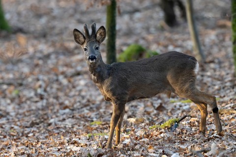 Roebuck (yearling) in the Bast, Wittlich, Rhineland-Palatinate, Germany, Europe