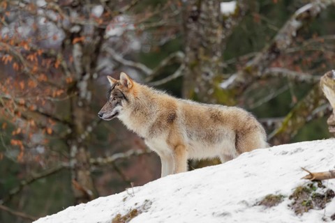 A young grey wolf (Canis lupus lupus) stands on a sloping, snow-covered meadow on a cold, cloudy