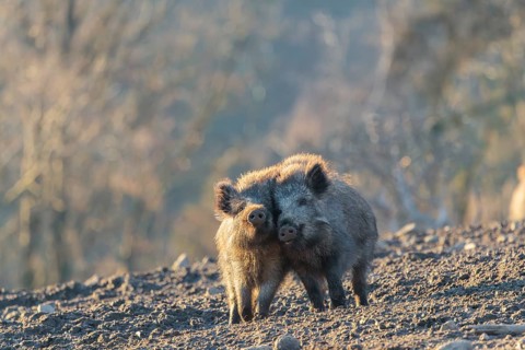 Two young wild boars (Sus scrofa) play fighting and dominance on a frozen field on a sunny day. A