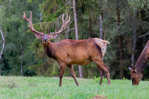 One male and one female Wapiti, Cervus canadensis, stand on a green meadow at a forest edge