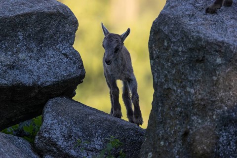 One baby ibex (Capra ibex) walking through a rock gate. A bright green forest in the background