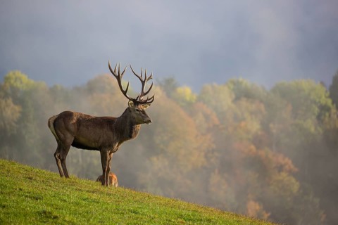A red deer stag (Cervus elaphus) is standing in a meadow in hilly terrain. A forest with autumn