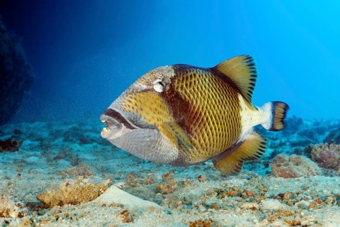 Giant triggerfish (Balistoides viridescens) searching for food in the sandy bottom, Great Barrier