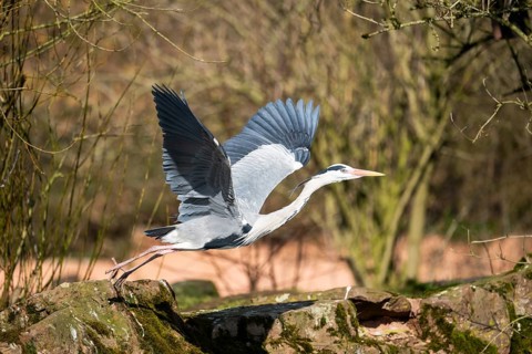 Grey heron (Ardea cinerea) flying at the shore of a lake, wildlife, Bavaria, Germany, Europe