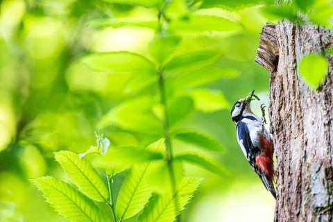 Great spotted woodpecker (Dendrocopos major), male with green caterpillars in his beak at breeding