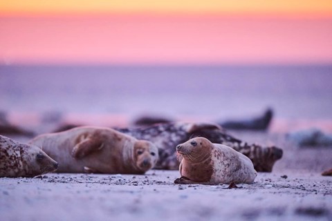 Grey seal (Halichoerus grypus) lying on the beach at sunset, Düne, Helgoland, Schleswig-Holstein,