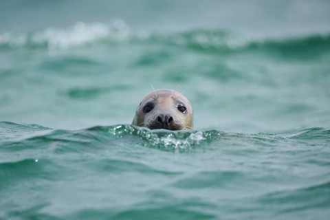 Grey seal (Halichoerus grypus) looking out of the water while swimming in the sea, Düne, Helgoland,