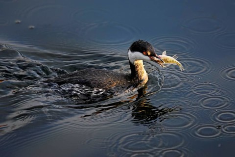 Slavonian grebe (Podiceps auritus), adult, in a white plumage, winter plumage, swimming with a fish