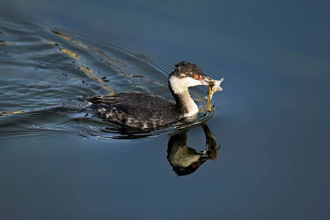 Slavonian grebe (Podiceps auritus), adult, in a white plumage, winter plumage, swimming with a fish