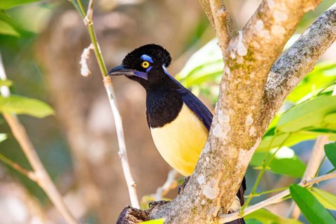 Plush-crested jay (Cyanocorax chrysops) Pantanal Brazil