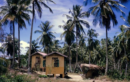 Coconut palm plantation and small houses for workers, Trinidad and Tobago 1961-1963