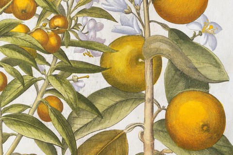 Bitter orange and orange with buds and blossoms, hand-coloured copperplate engraving by Basilius