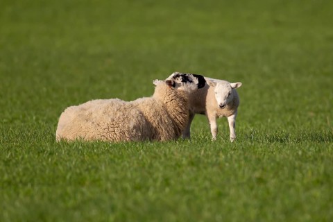 Domestic sheep (Ovis aries) adult mother ewe and juvenile baby lamb farm animals in a grass field