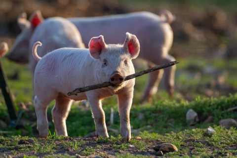 Domestic pig (Sus scrofa domesticus) juvenile baby piglet farm animal playing with a stick in a
