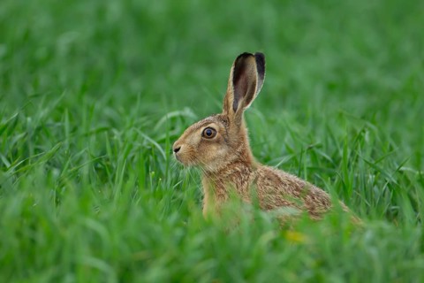 European brown hare (Lepus europaeus) juvenile baby leveret animal in a farmland cereal crop in the