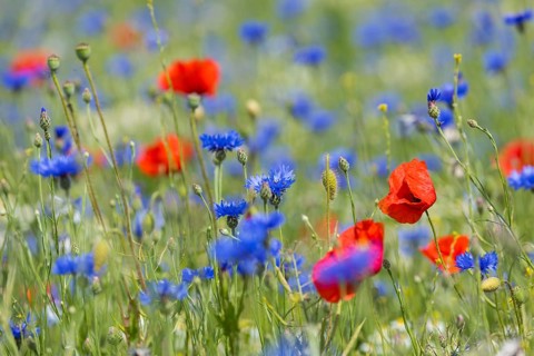 Single poppy flowers (papaver) blooming between cornflowers (Centaurea cyanus) at the edge of a