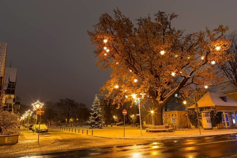 Oak tree on Wettinplatz with Herrnhut stars, star tree, Coswig, Saxony, Germany, Europe