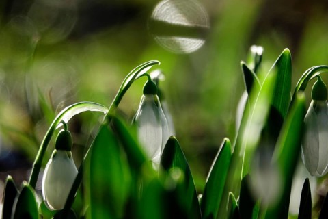 Snowdrops in a meadow, Winter, Germany, Europe