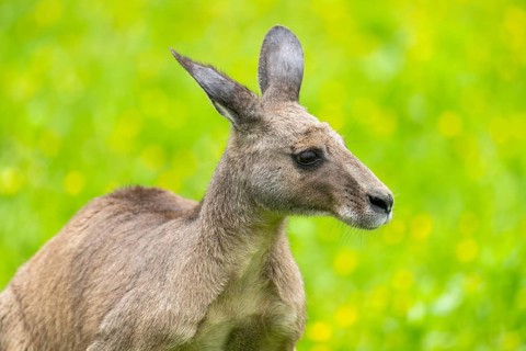 Eastern grey kangaroo (Macropus giganteus) on a meadow, Bavaria, Germany, Europe