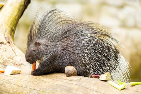 Old World porcupines (Hystrix cristata), Germany, Europe