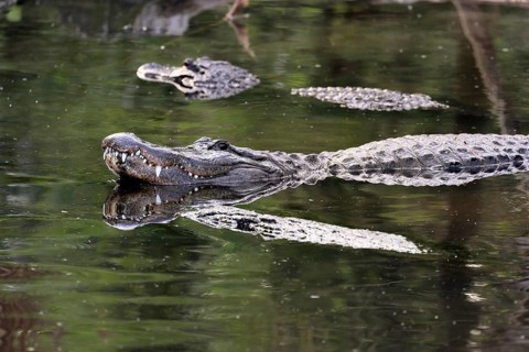 Mississippi Alligator (Alligator mississippiensis), pike alligator, adult, lying, friendly,