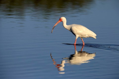 Snowy Ibis, (Eudocimus albus), adult, in the water, foraging, Merritt Island, Black Point Wildlife
