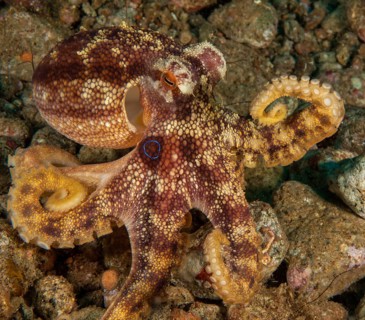 Two-ringed octopus (Amphioctopus mototi) with clearly visible blue ring on the side of the head,