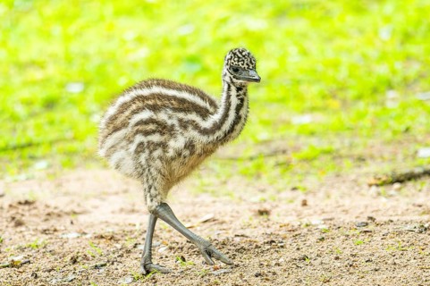 Emu (Dromaius novaehollandiae) youngsters on the ground, Bavaria, Germany, Europe