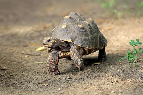 Coal turtle (Geochelone carbonaria), adult, foraging, South America