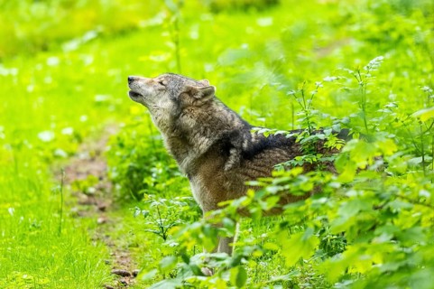 European gray wolf (Canis lupus lupus) howling in the forest, Germany, Europe