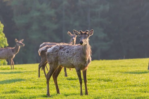 Altai maral, Altai wapiti or Altai elk, standing on meadow in backlight. Springtime with fresh