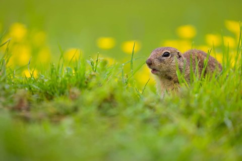 An adult European ground squirrel (Spermophilus citellus) or European souslik sits in green gras
